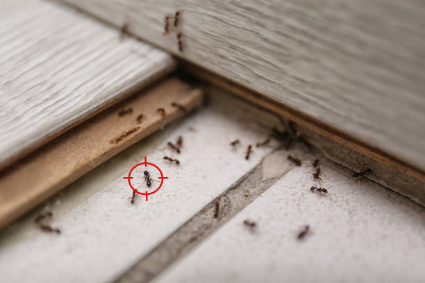 Best Pest Control Near Me in East Moline, IL