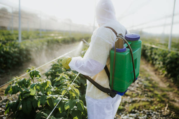 Best Wasp Removal Services  in East Moline, IL